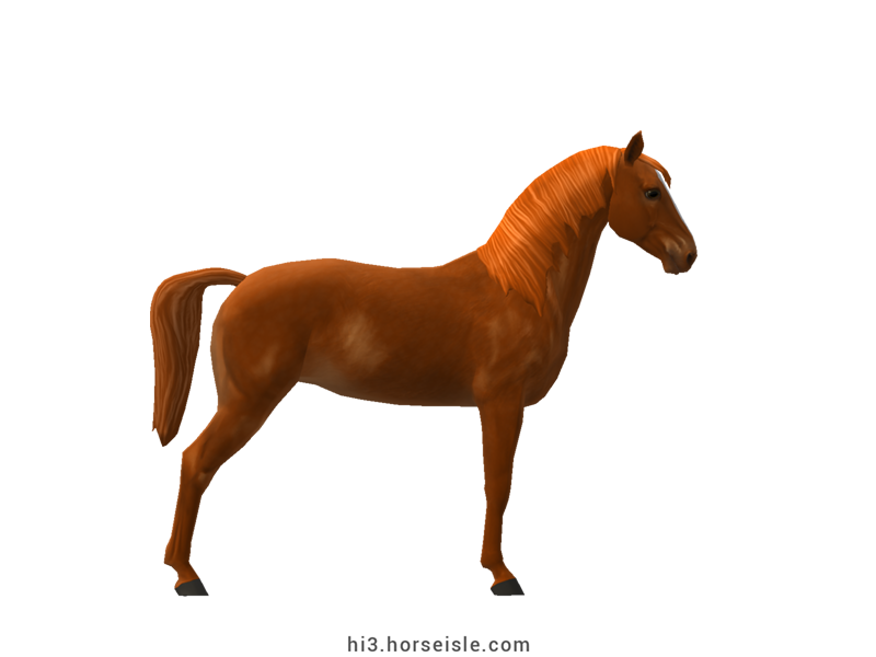 American Saddlebred Red Chestnut Coat (right view)